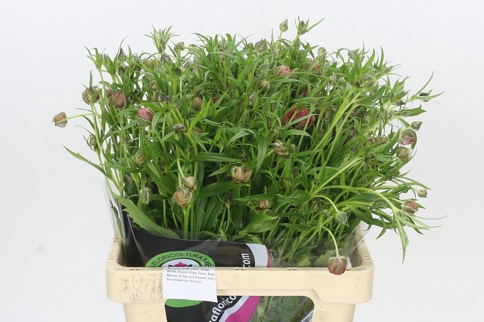 <h4>Ranunculus Magical Raspberry</h4>