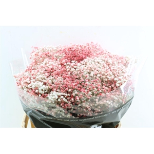 Gyps Pa. Disco White / Wine Red