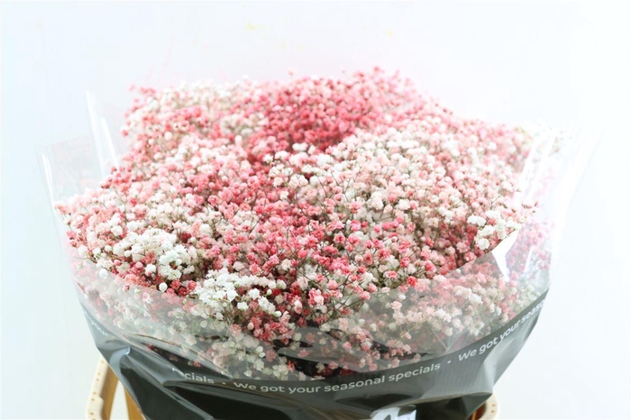 <h4>Gyps Pa. Disco White / Wine Red</h4>