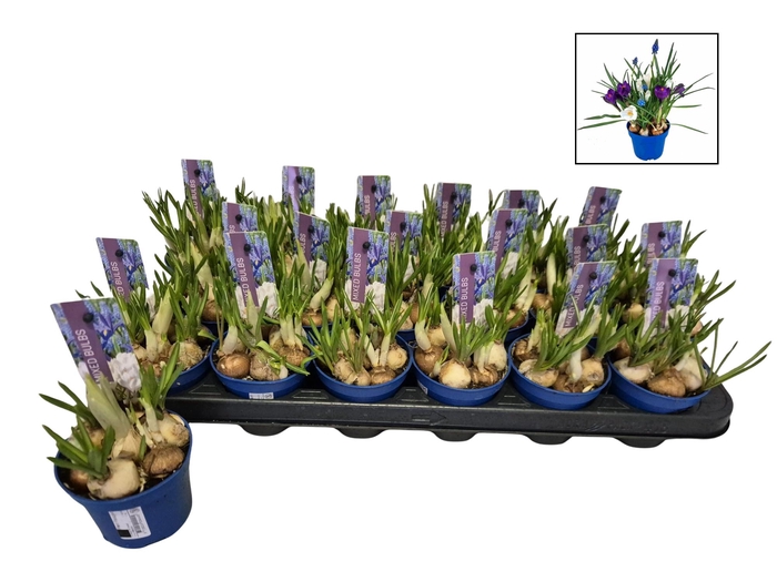 <h4>BOLBLOEMEN GEM</h4>