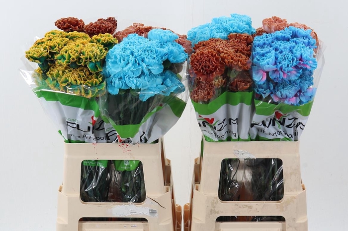 <h4>Di St Tinted Mixed</h4>