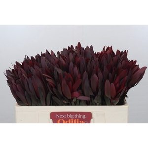 Leucadendron Saf Sunset Dark Red