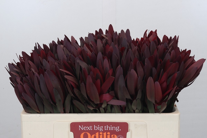 <h4>Leucadendron Saf Sunset Dark Red</h4>