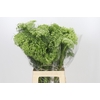 Ammi Visnaga