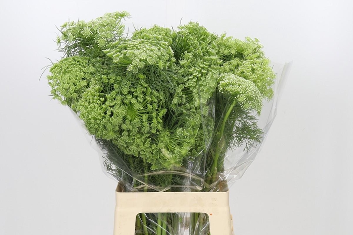<h4>Ammi Visnaga</h4>