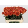 Dahlia Orange Fox