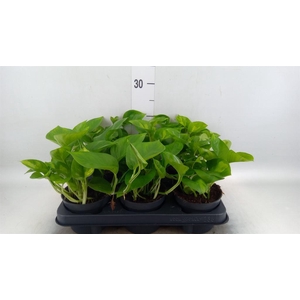 Epipremnum pinn. 'Global Green'