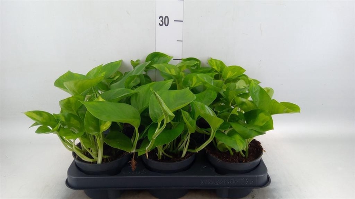 <h4>Epipremnum pinn. 'Global Green'</h4>