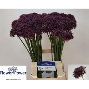 ALLIUM ATROPURPUREUM