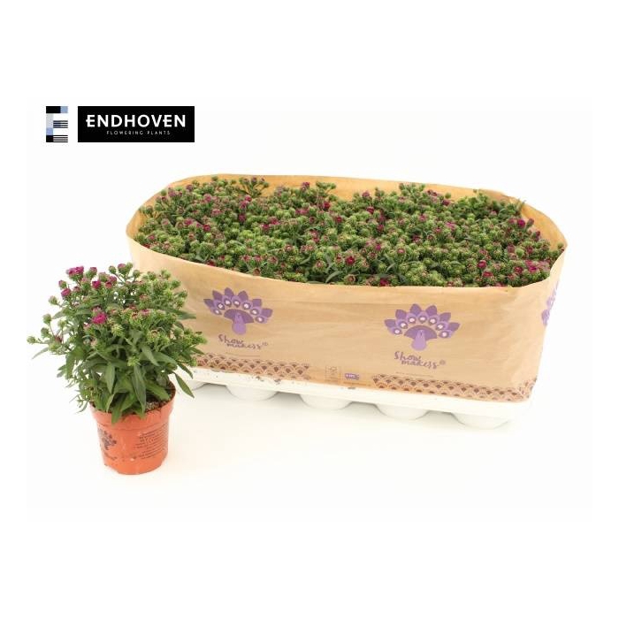 <h4>ASTER SHOWM MAGENTA</h4>