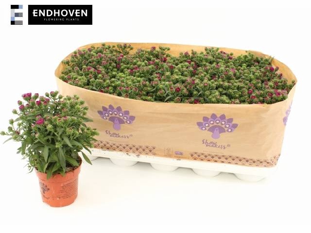 ASTER SHOWM MAGENTA