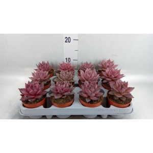Echeveria 'Taurus'