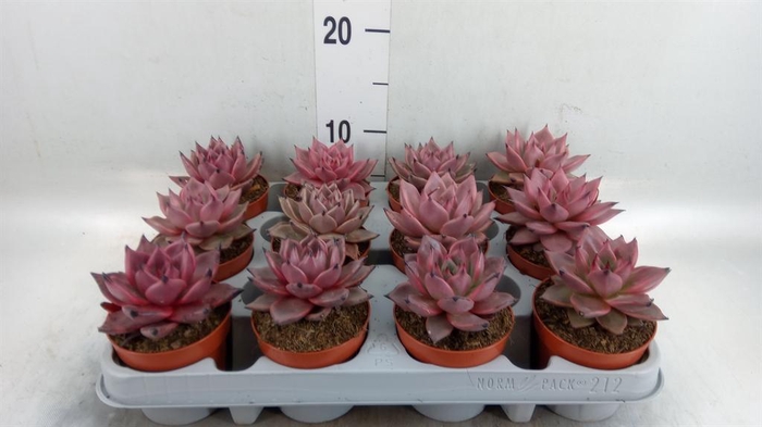 <h4>Echeveria  'Taurus'</h4>