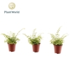 Nephrolepis Green Fantasy
