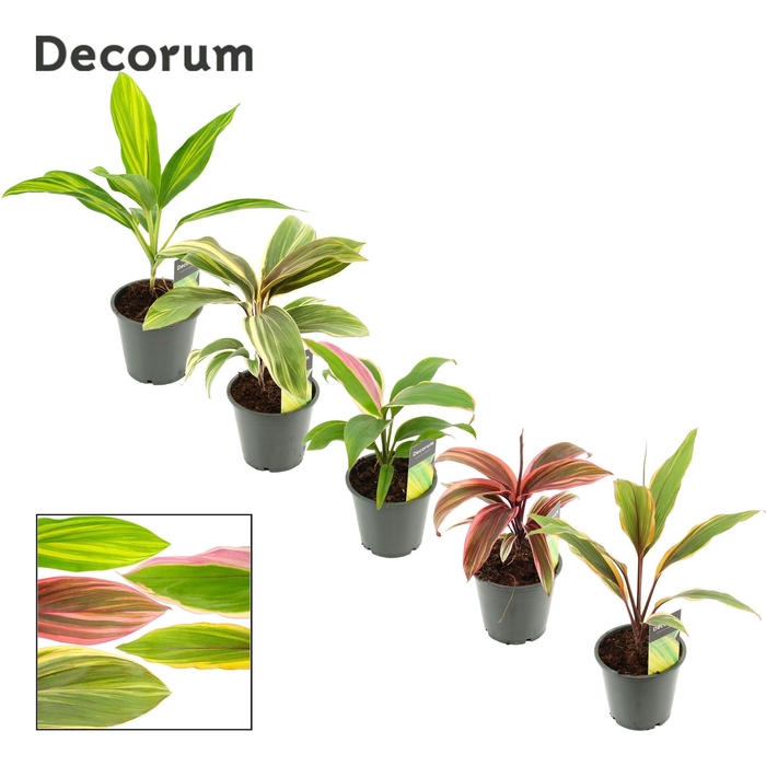 <h4>Cordyline Special Mix 12 cm (Decorum)</h4>