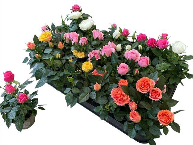 <h4>ROSA KORDANA MINI MIX P6</h4>
