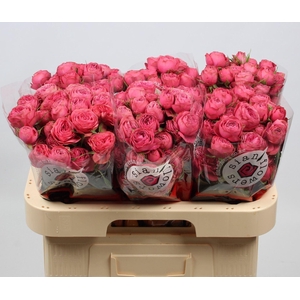 ROSA TR 'GRAND TRENDSETTER'