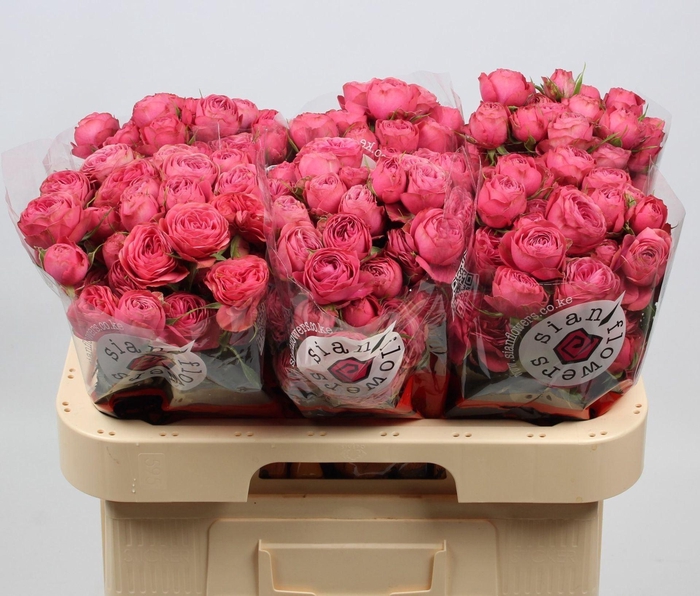 <h4>ROSA TR 'GRAND TRENDSETTER'</h4>