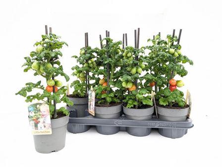 <h4>Tomatenplanten</h4>
