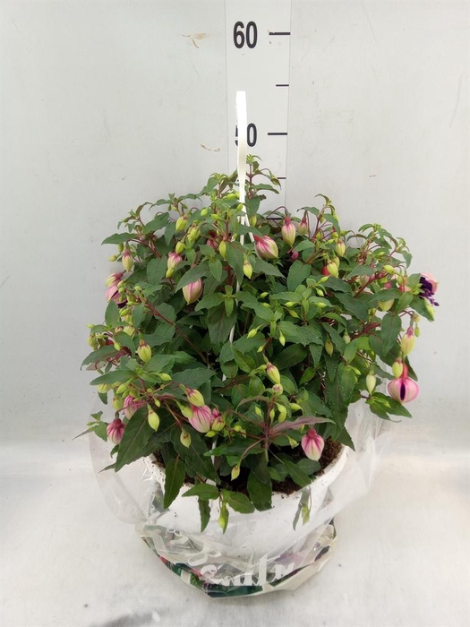 <h4>Fuchsia   ...</h4>