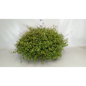 Muehlenbeckia com. 'Mao'ri'