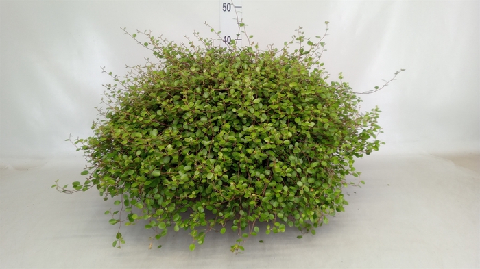 <h4>Muehlenbeckia com. 'Mao'ri'</h4>