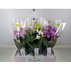 Phalaenopsis multi.   ...mix  3