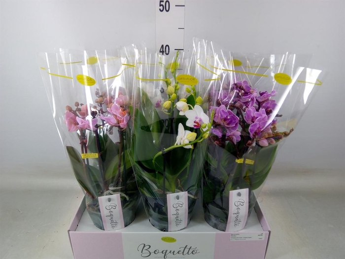 <h4>Phalaenopsis multi.   ...mix  3</h4>