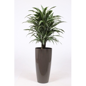 Dracaena Warneckie in Santorini pot 