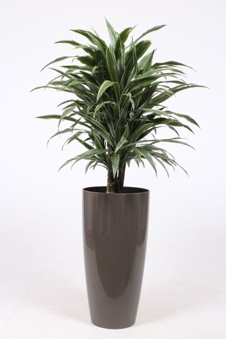 <h4>Dracaena Warneckie in Santorini pot "taupe"</h4>