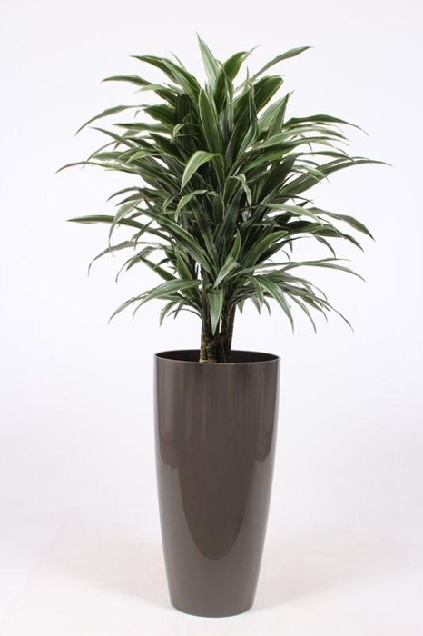 <h4>Dracaena Warneckie in Santorini pot "taupe"</h4>