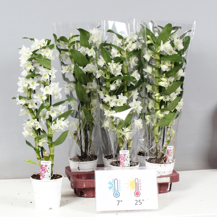 <h4>DENDR N SC APOLLON</h4>