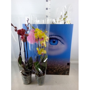 Phalaenopsis   ...mix  6