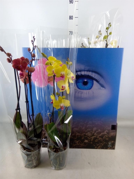 <h4>Phalaenopsis ...mix 6</h4>