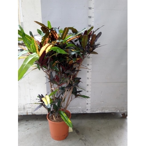 Codiaeum var. KL   ...