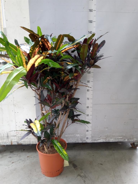<h4>Codiaeum var. KL ...</h4>
