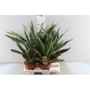 Sansevieria Diamond Green