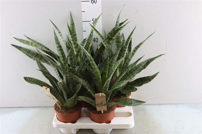 <h4>Sansevieria Diamond Green</h4>