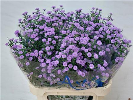<h4>Aster Astee Baby Blue</h4>