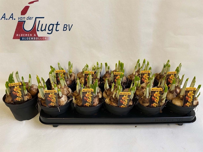 <h4>Narcissus cycl. 'Jetfire'</h4>