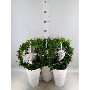 Hedera   ...green leafed