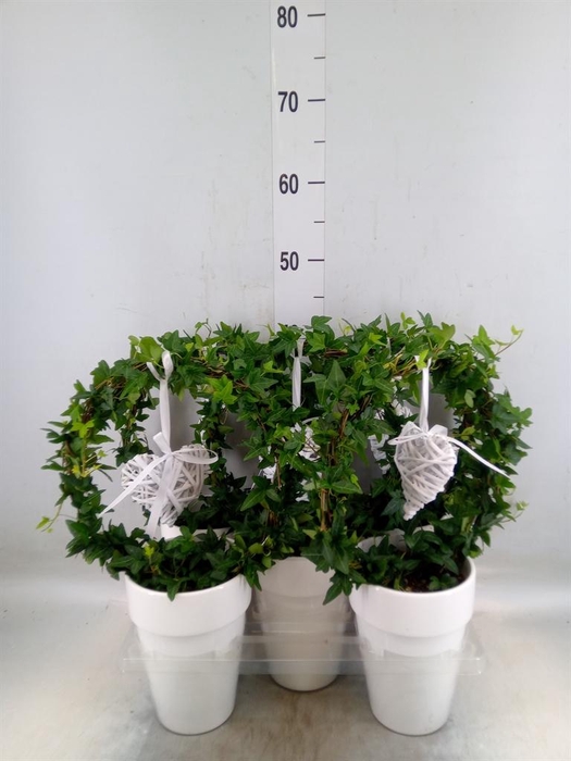 <h4>Hedera   ...green leafed</h4>