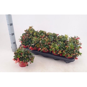 GAULTH PROCUMBENS