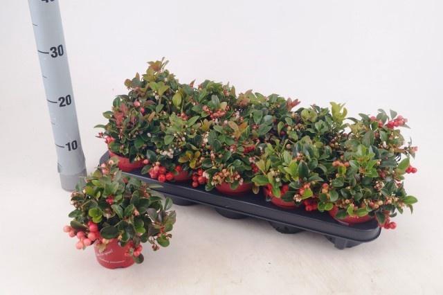 <h4>GAULTH PROCUMBENS</h4>