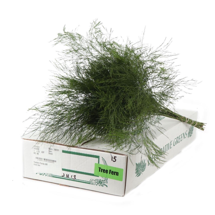 <h4>Treefern</h4>