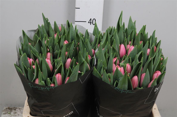 <h4>Tu En Tresor</h4>