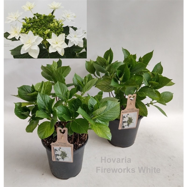 <h4>Hydrangea Hovaria Vuurwerk Wit 19cm</h4>