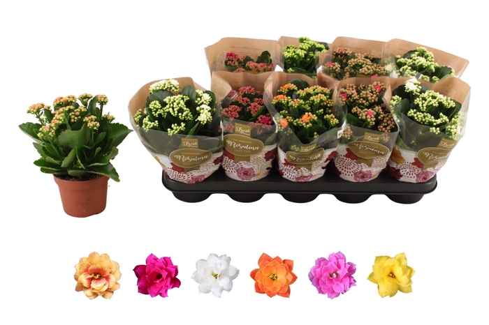 <h4>KAL GE RO GEM 6 KL</h4>