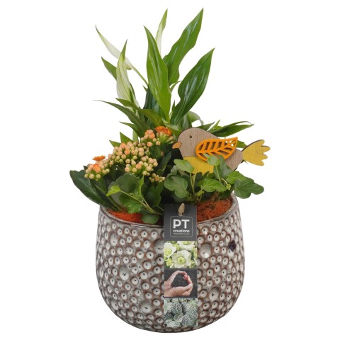 <h4>PTIB6426 Arrangementen kamerplanten</h4>