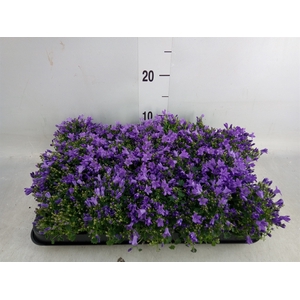 Campanula porten. 'Royal'